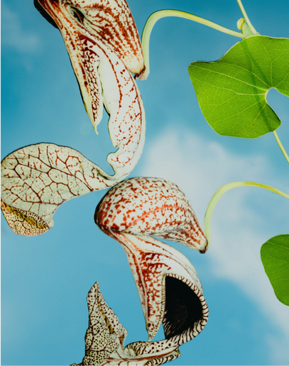 Stralend de lente en zomer in: huidverzorging van binnenuit met KEANTO
